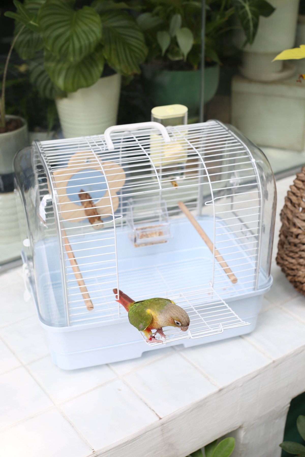 42 External Travel Cage view 3